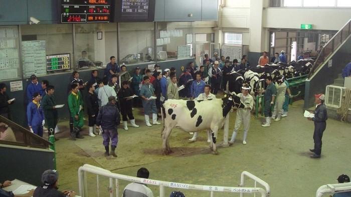 北海道の乳牛市場