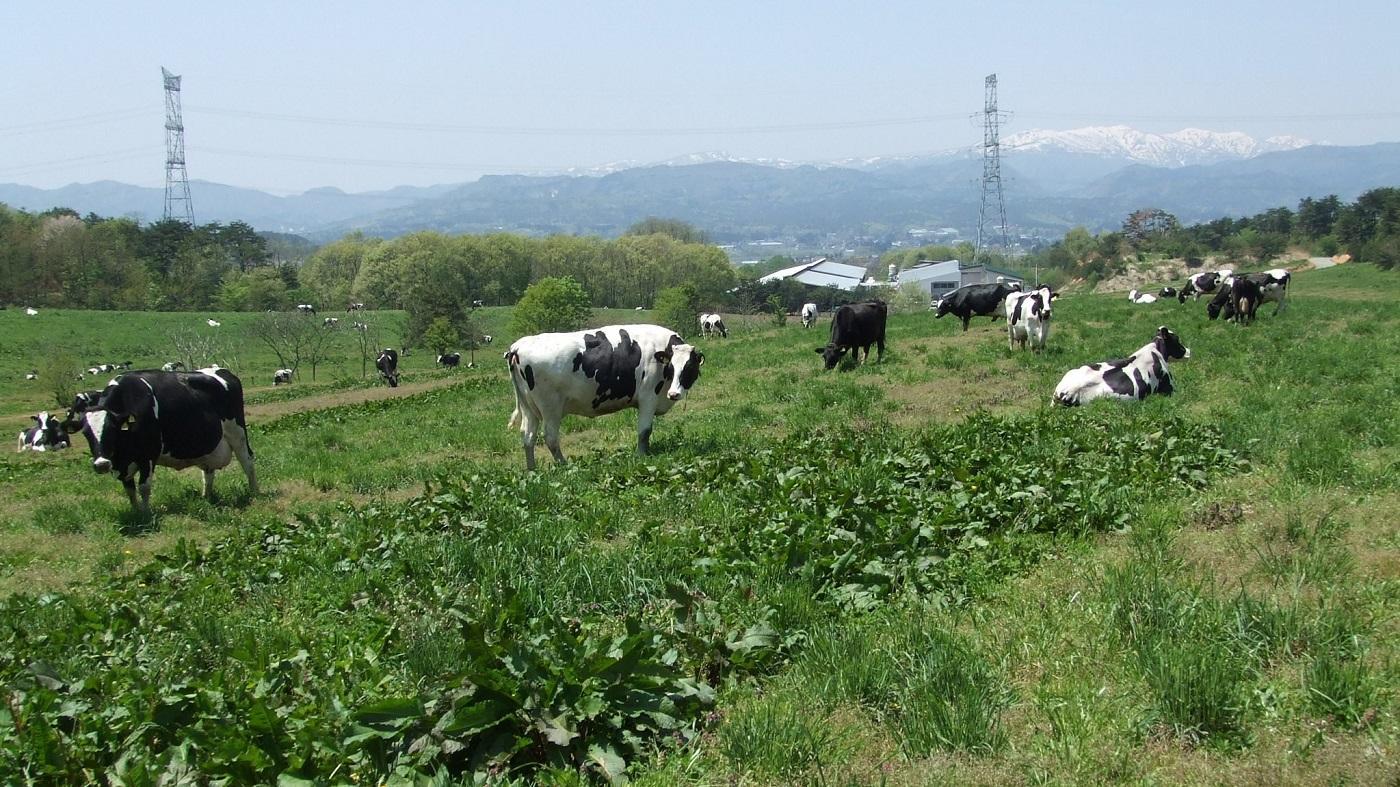 都府県の酪農風景（山形県飯豊山麓）