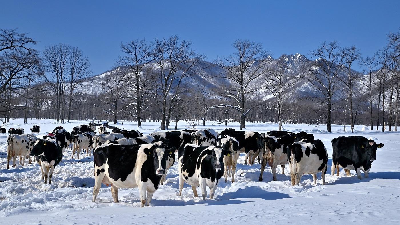 北海道の酪農風景