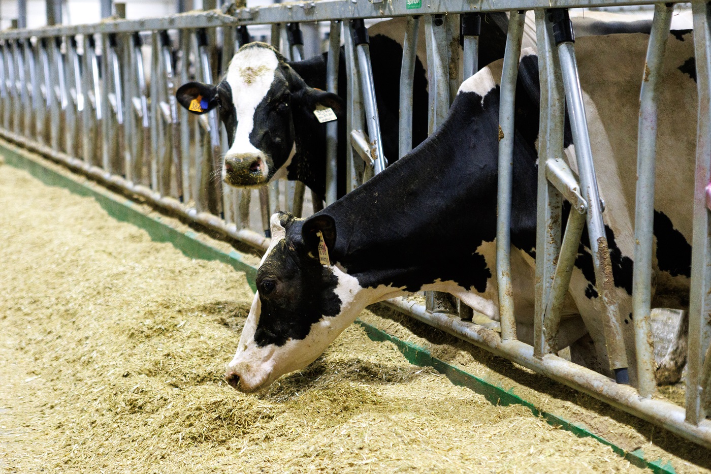 EU乾燥脱水飼料作物は特に乳牛への使用を推奨している。日本の酪農業界で使われるようになることを願っている