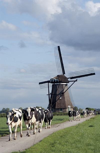 オランダの風車とホルスタイン（オランダ大使館提供）