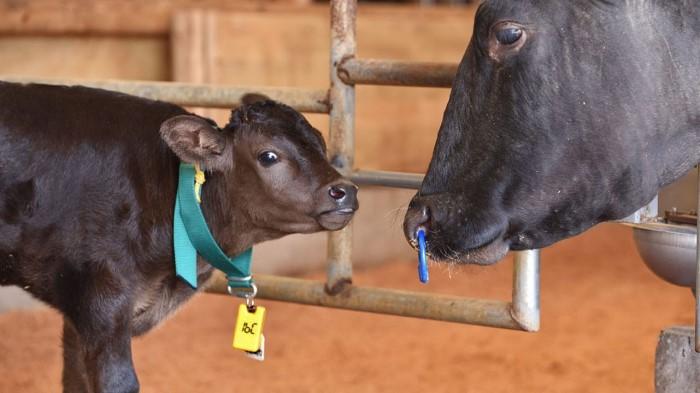 子牛の首に装着した軽量タグで活動量を測定