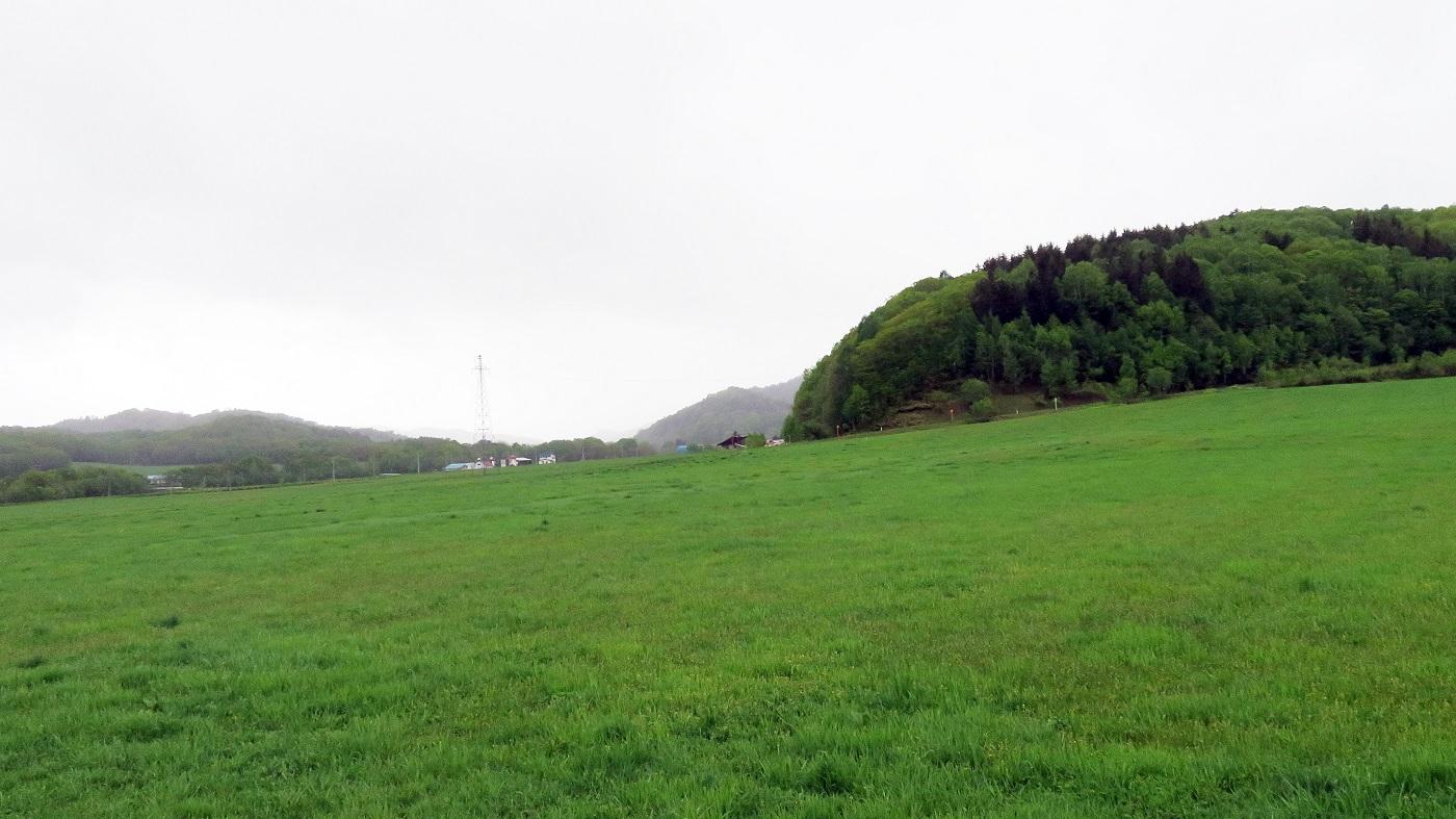 生育が進む北海道の1番牧草（5月22日、上川管内で撮影）