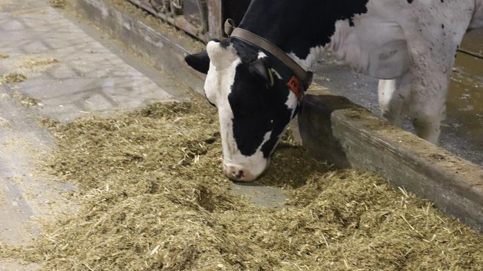 FATなどの乳成分は飼料設計や飼養管理にも左右される