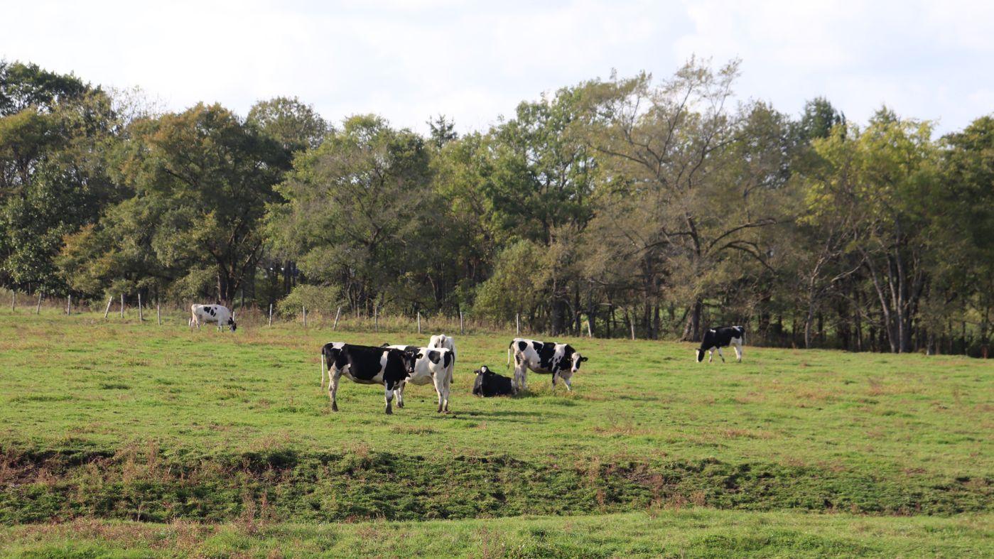 北海道の酪農風景