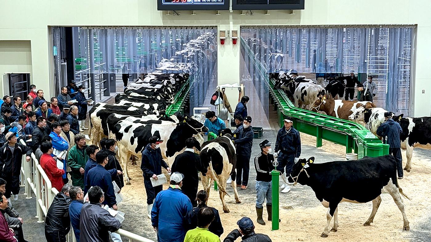 ホクレン十勝乳牛市場