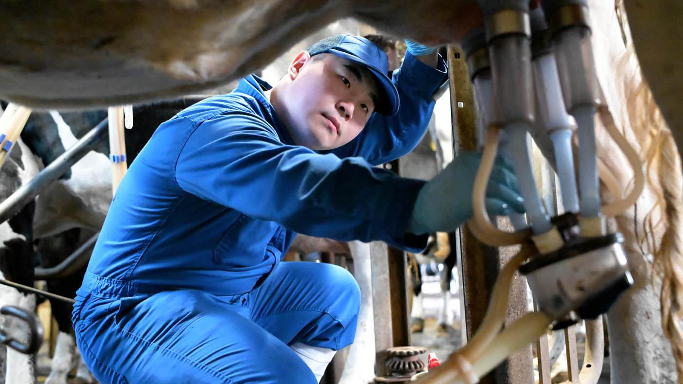 搾乳作業を行う日原尚太さん