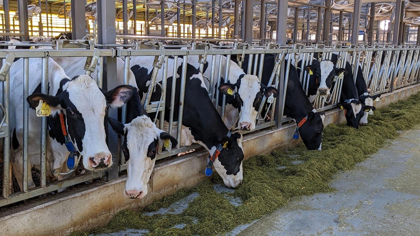 中東情勢の影響で飼料などの価格上昇が懸念されている
