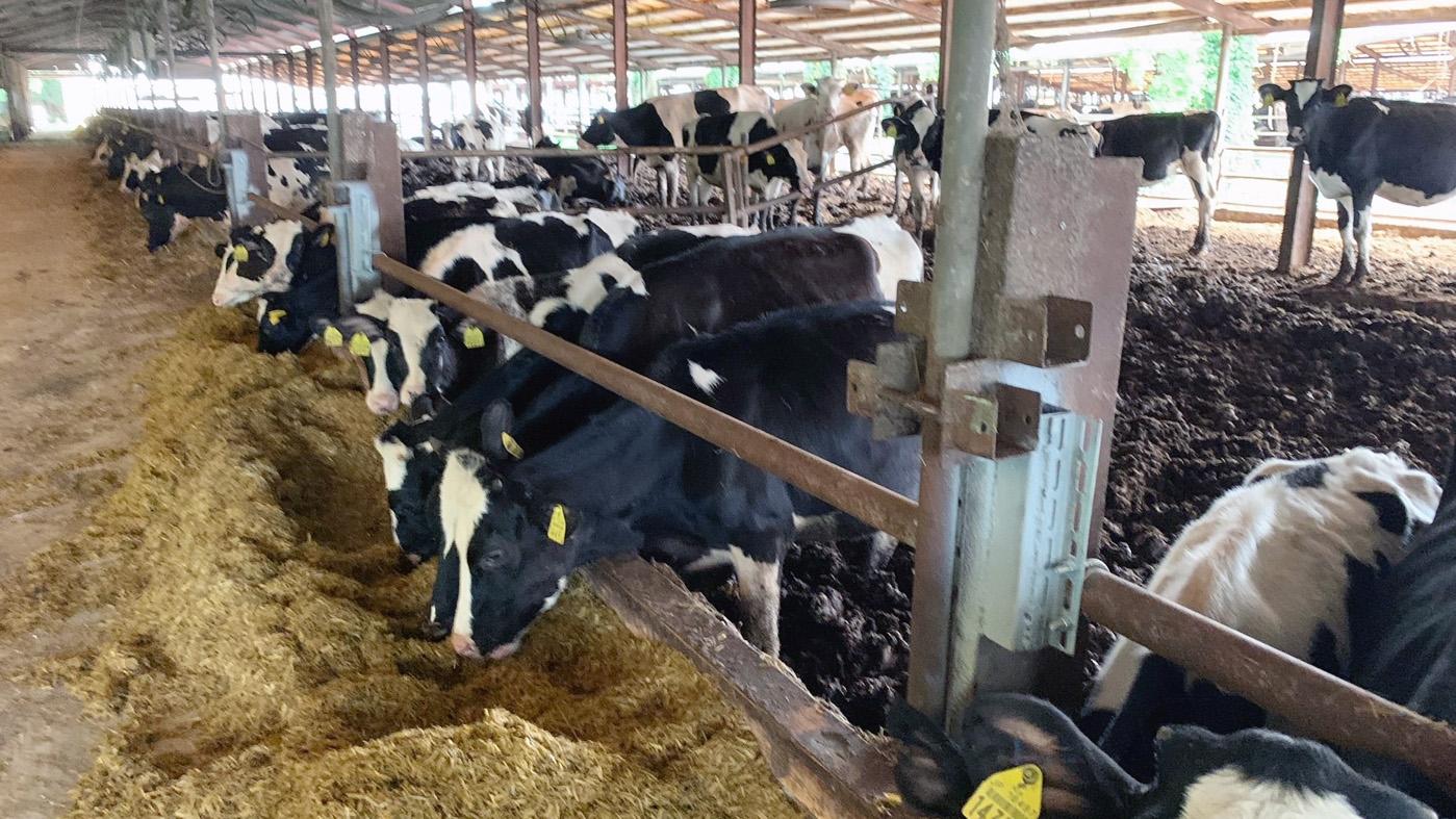 民事再生により傘下の牧場で営農継続が可能になった（写真はファーマーズHD提供）