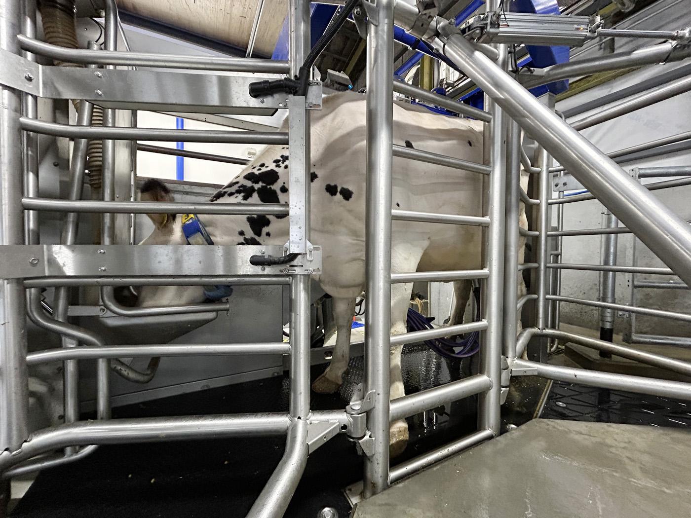 メタンガス測定器を取り付けた搾乳ロボット。牛のげっぷを吸引して分析する（愛知県提供）