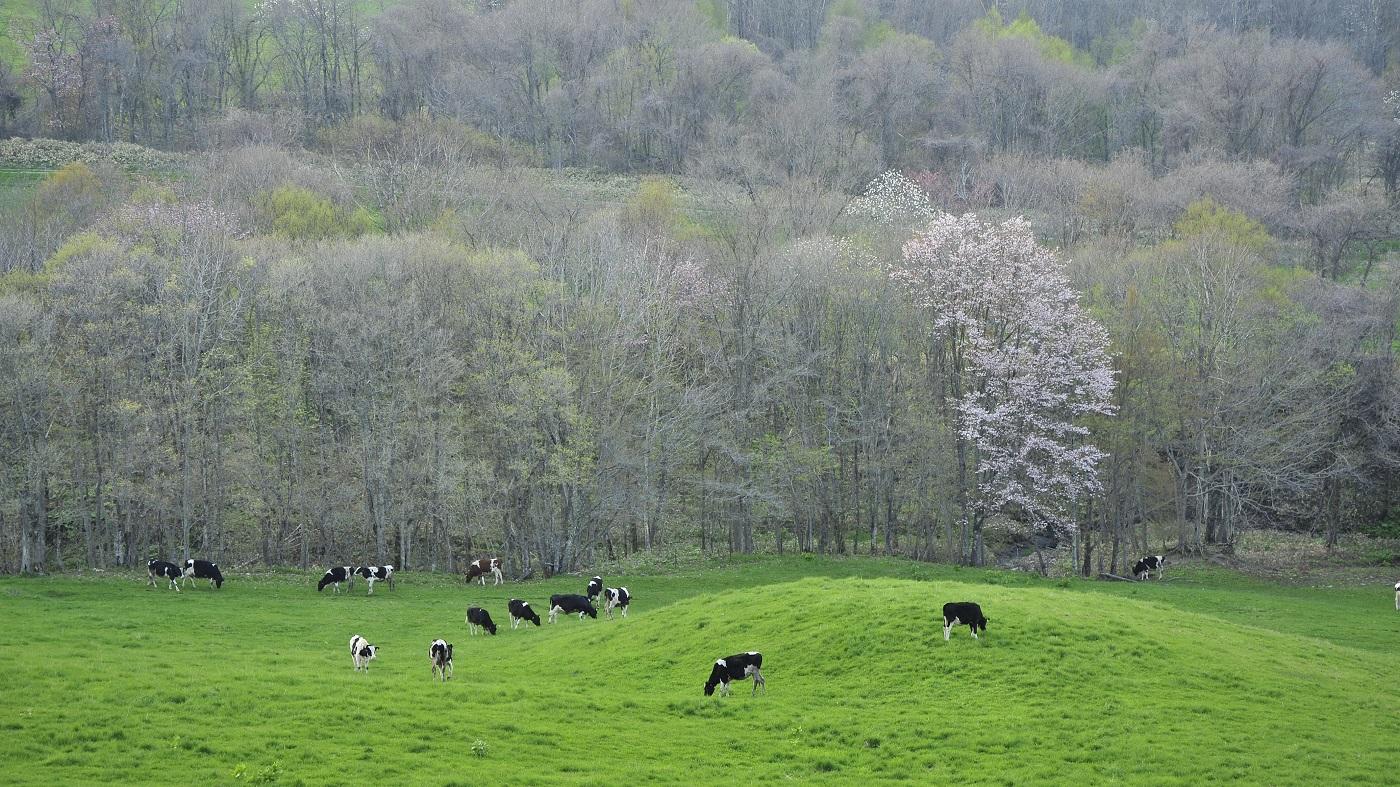 北海道の酪農風景