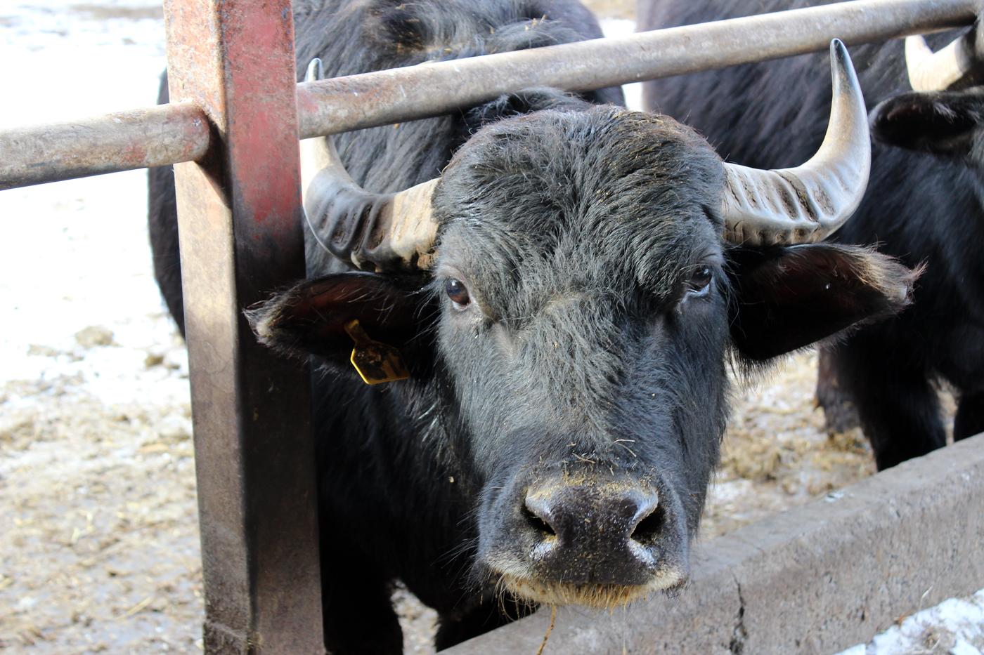 REKAで飼養されている水牛。ホルスタインなどと区画は別だが、同様の飼料を与えている